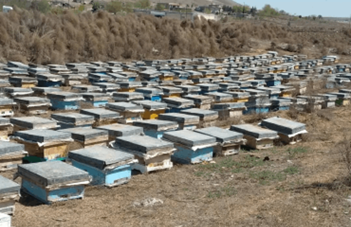 زنبوردار در حال بررسی کندو